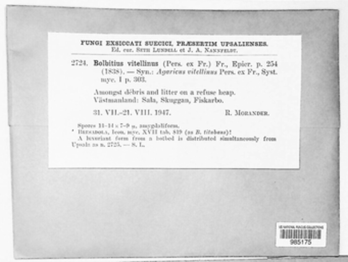 Bolbitius image